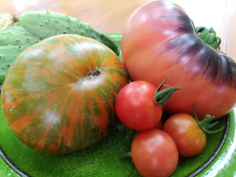  - Tomate