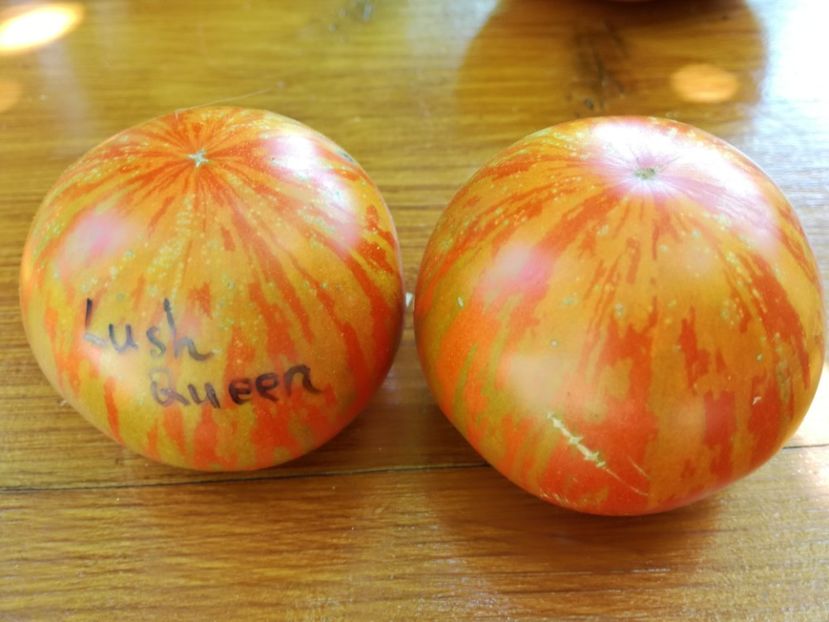  - Tomate