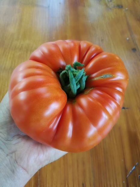  - Tomate