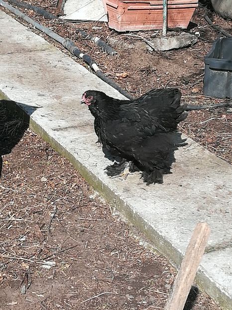  - Cochinchina negru