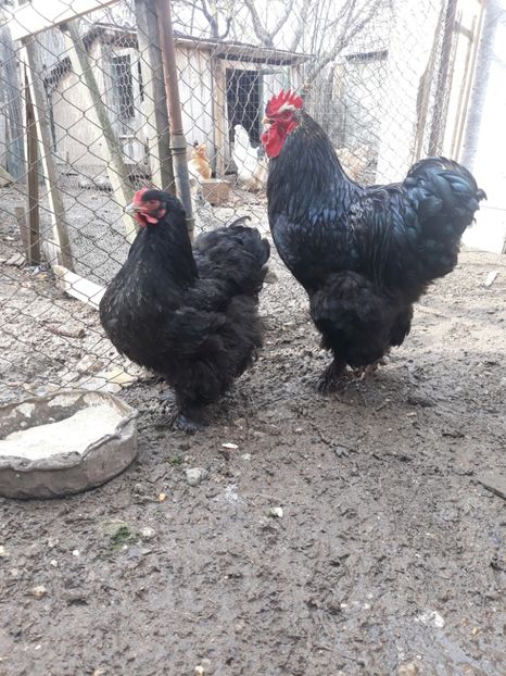  - Cochinchina urias negru