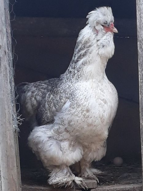  - Gaini motate barboase