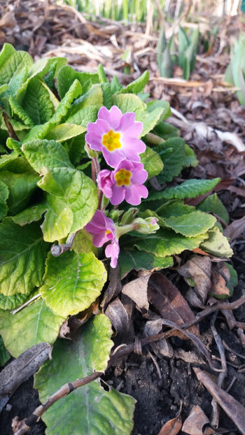 primula spp hybr. - Gradina si terasa PrimaLuce_7-Hello 2020