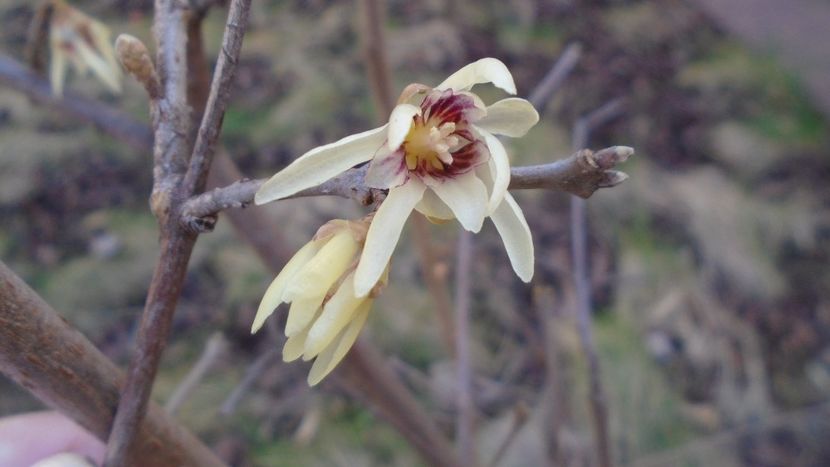 29 febr. 2020: Arbustul zânei (Chimonanthus praecox) - Flori in plina iarna
