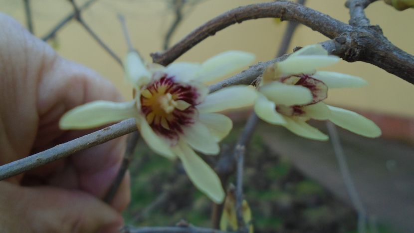 29 febr. 2020: Arbustul zânei (Chimonanthus praecox) - Flori in plina iarna