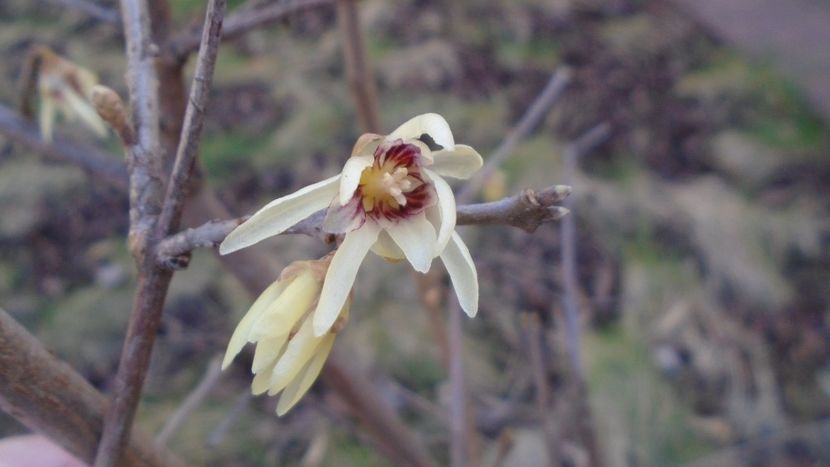 29 febr. 2020: Arbustul zânei (Chimonanthus praecox) - Flori in plina iarna