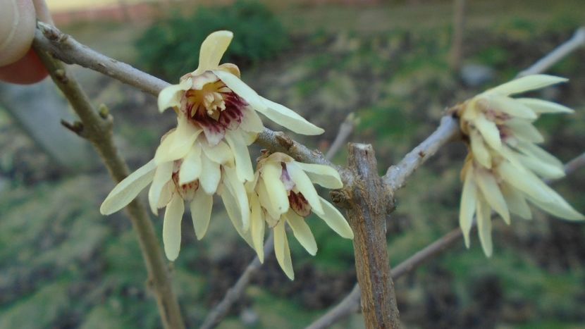 29 febr. 2020: Arbustul zânei (Chimonanthus praecox) - Flori in plina iarna