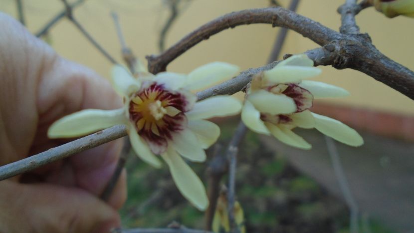 29 febr. 2020: Arbustul zânei (Chimonanthus praecox) - Flori in plina iarna