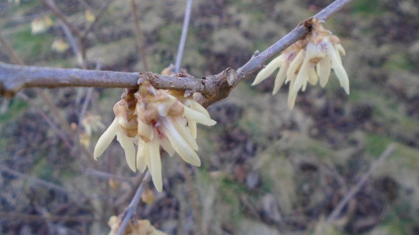 Arbustul zânei (Chimonanthus praecox) - v Iarna 2019-2020