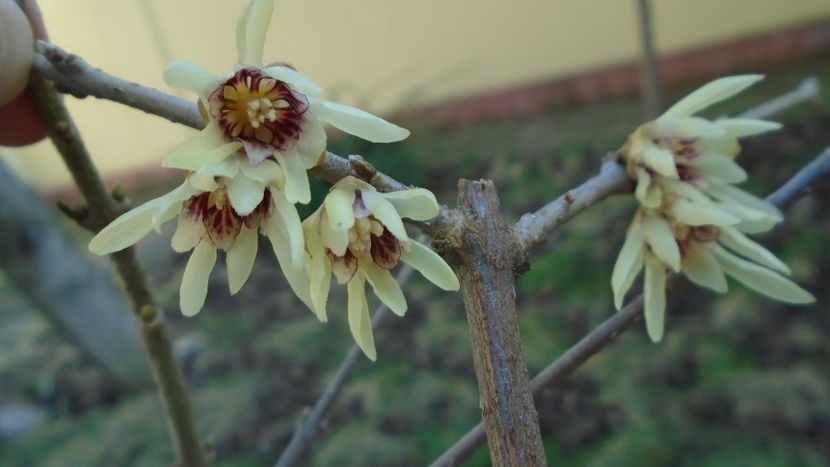 Arbustul zânei (Chimonanthus praecox) - v Iarna 2019-2020