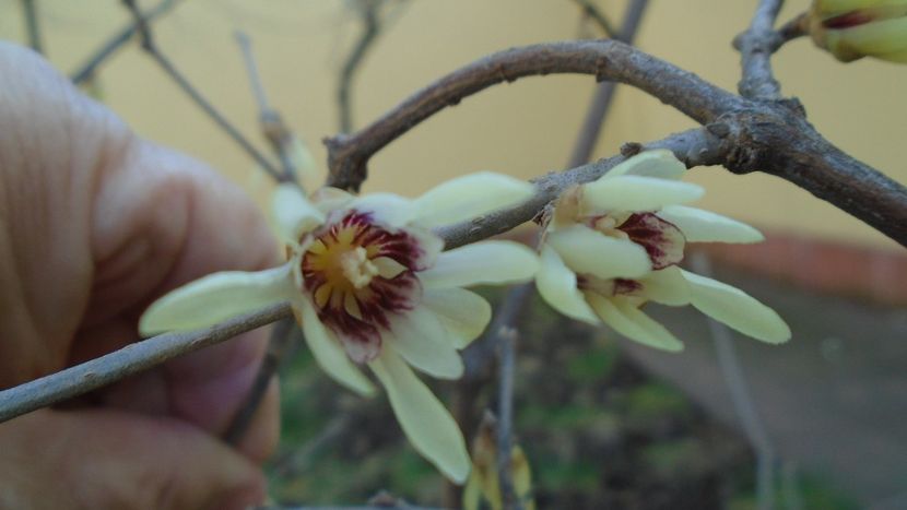 Arbustul zânei (Chimonanthus praecox) - v Iarna 2019-2020