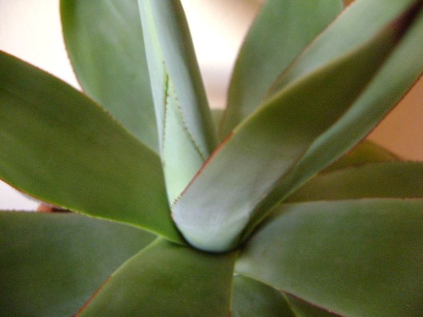 Agave ovatifolia - Agave si Yucca 2019