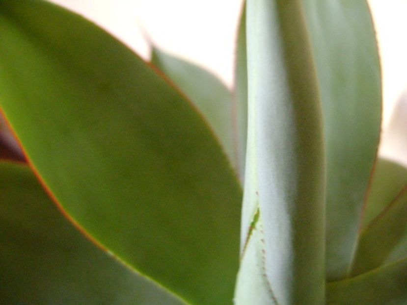 Agave ovatifolia - Agave si Yucca 2019