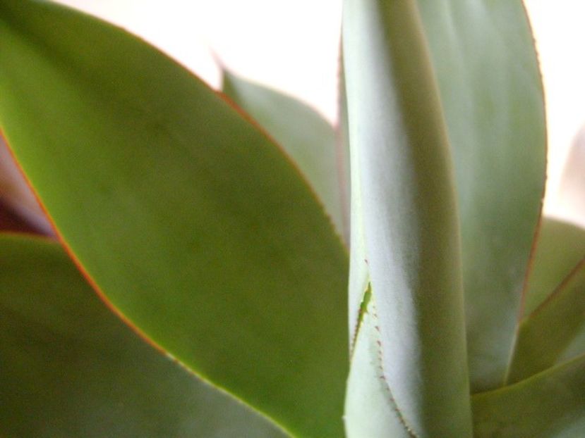 Agave ovatifolia - Agave si Yucca 2019