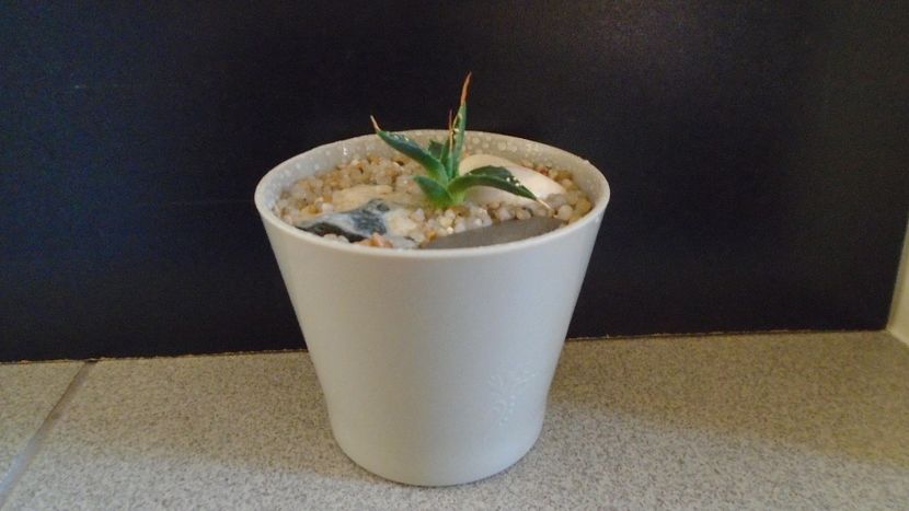Agave utahensis - Agave - Yucca si Dracaena 2020