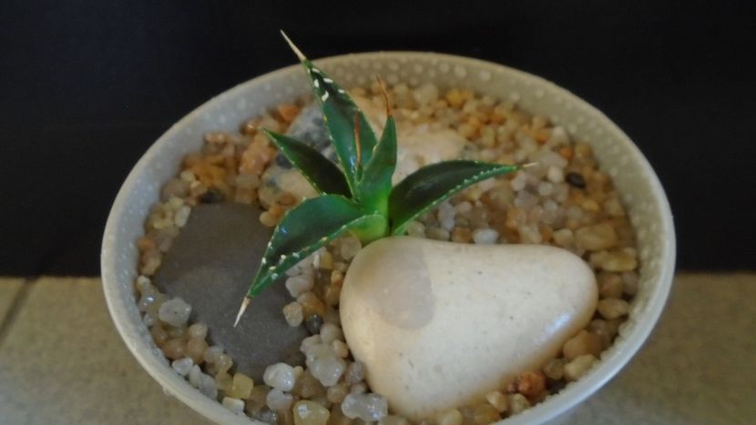 Agave utahensis - Agave - Yucca si Dracaena 2020