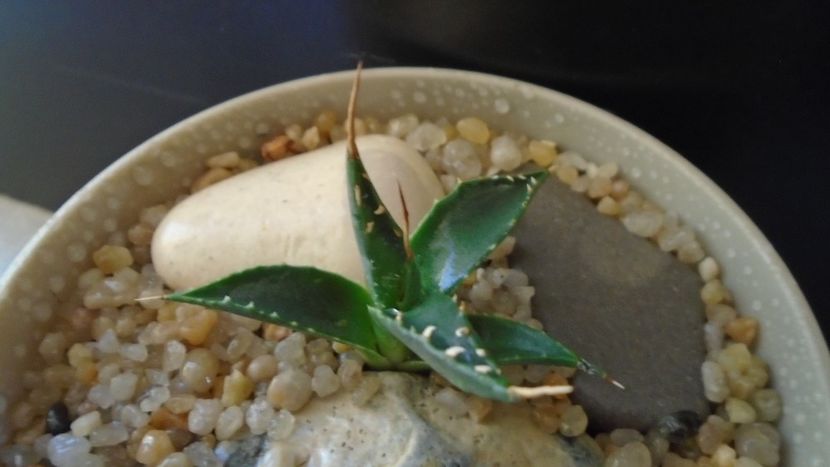Agave utahensis - Agave - Yucca si Dracaena 2020