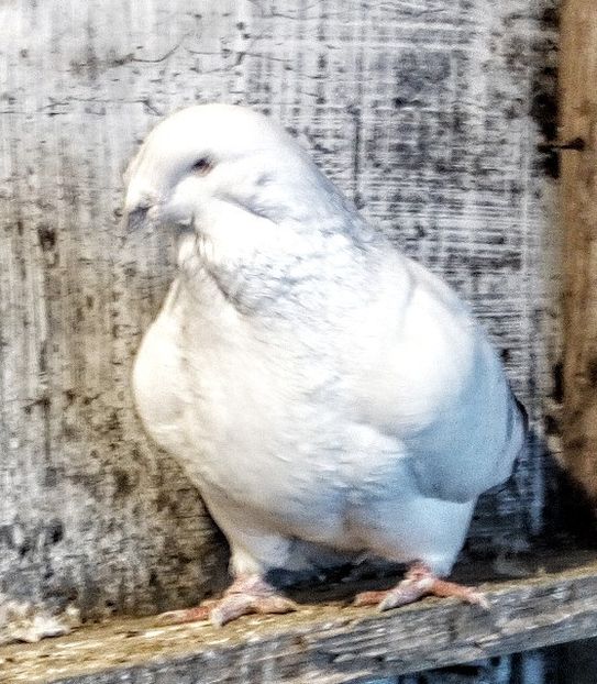  - - A - A - A - PROIECT INCHEIAT