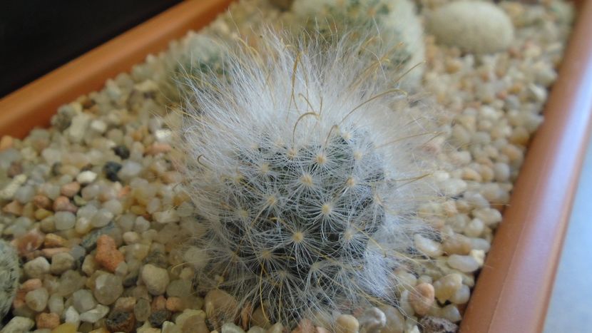 Mammillaria guelzowiana - Cactusi 2020 evolutie