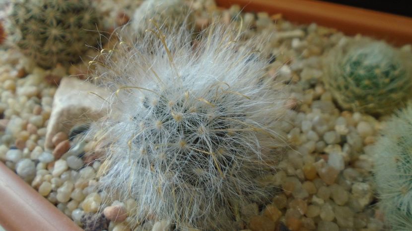 Mammillaria guelzowiana - Cactusi 2020 evolutie