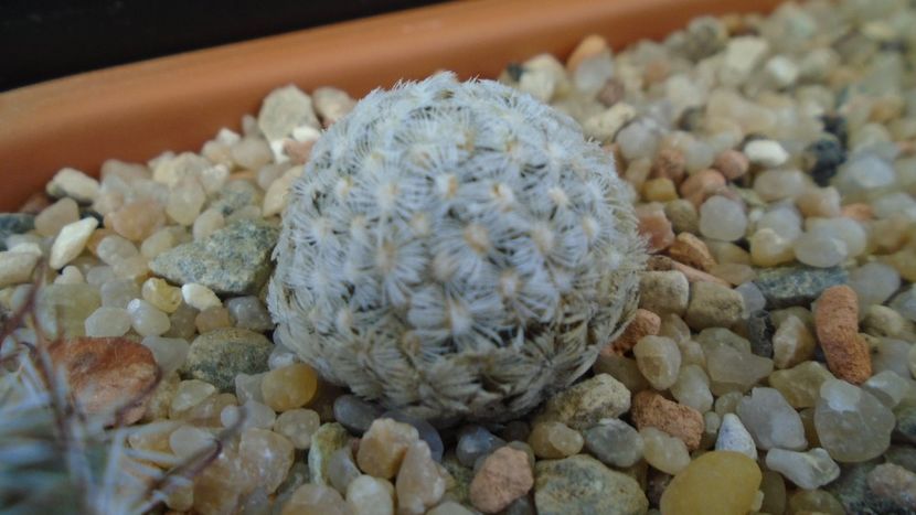 Mammillaria duwei - Cactusi 2020 evolutie