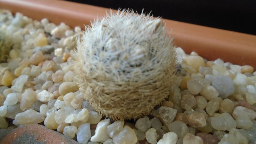 Mammillaria lasiacantha v. denudata - Cactusi 2020 evolutie