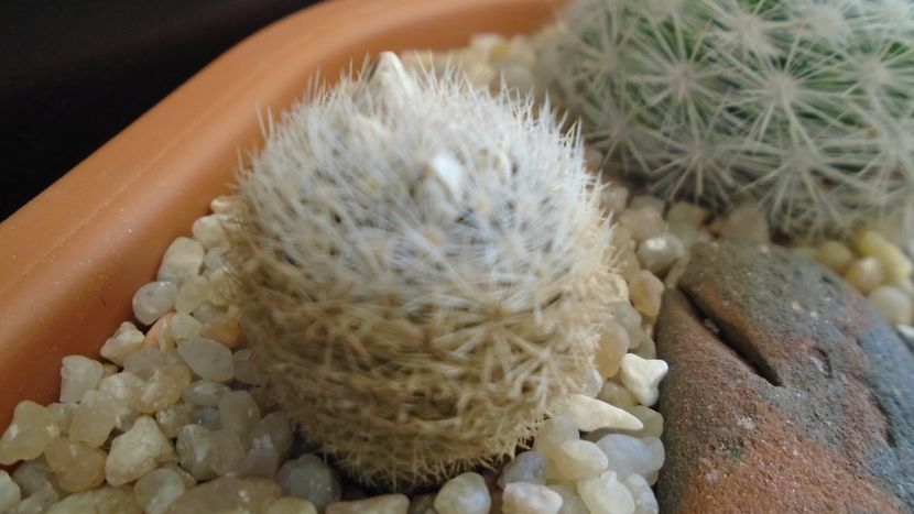 Mammillaria lasiacantha v. denudata - Cactusi 2020 evolutie