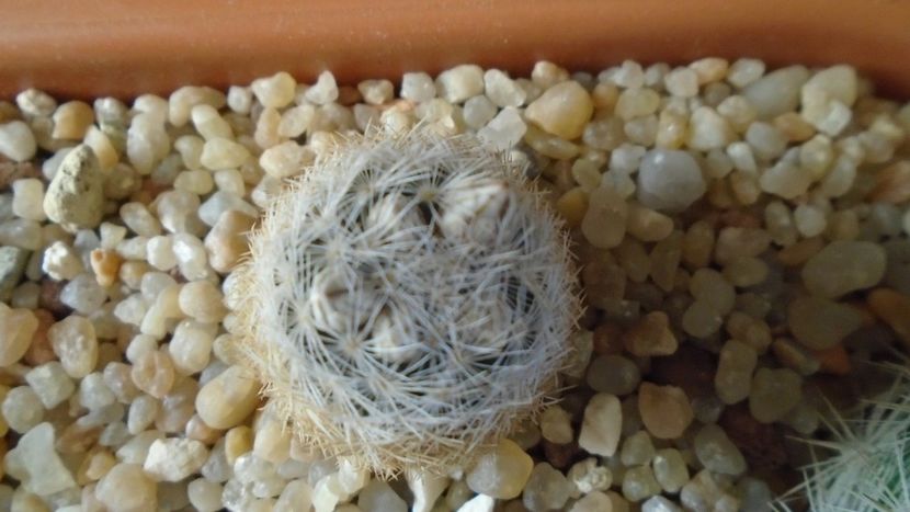 Mammillaria lasiacantha v. denudata - Cactusi 2020 evolutie