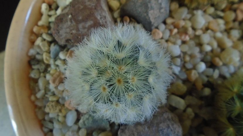 Mammillaria carmenae - Cactusi 2020 evolutie