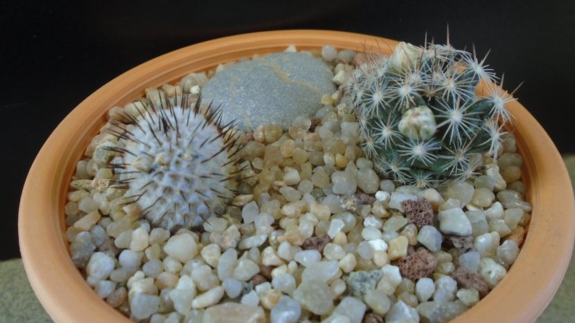 Mammillaria coahuilensis ssp. albiarmata & Mammillaria perezdelarosae ssp. andersoniana - Cactusi 2020 evolutie