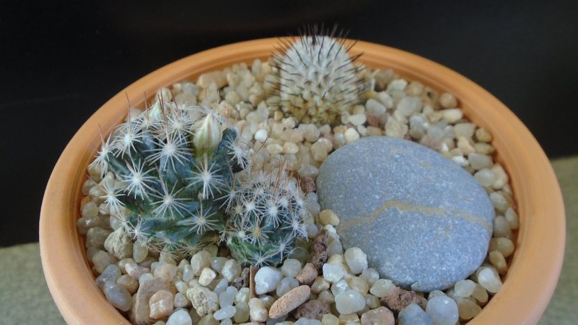 Mammillaria coahuilensis ssp. albiarmata & Mammillaria perezdelarosae ssp. andersoniana - Cactusi 2020 evolutie