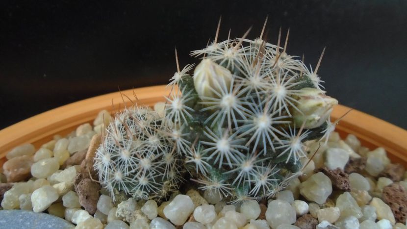 Mammillaria coahuilensis ssp. albiarmata - Cactusi 2020 evolutie
