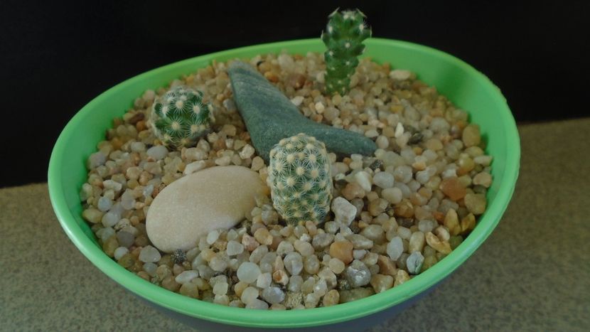 Grup de 3 Mammillaria saboae - Cactusi 2020 evolutie