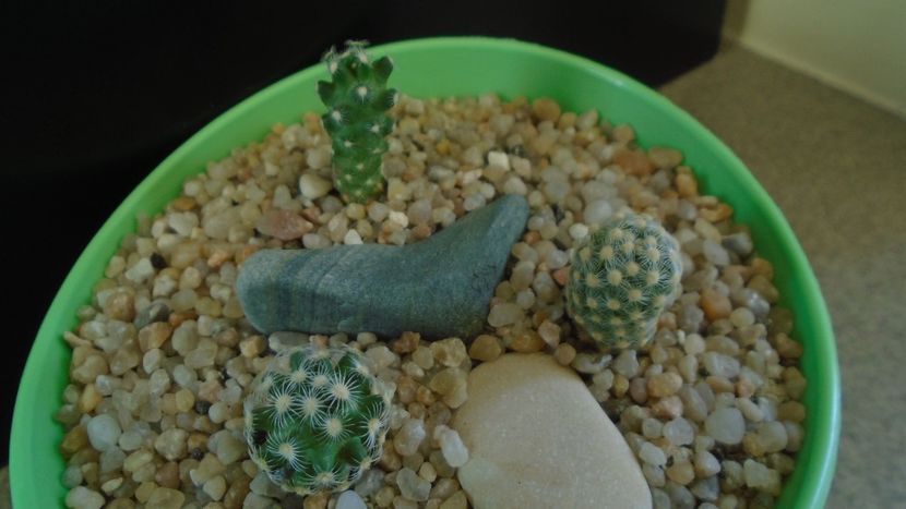 Grup de 3 Mammillaria saboae - Cactusi 2020 evolutie