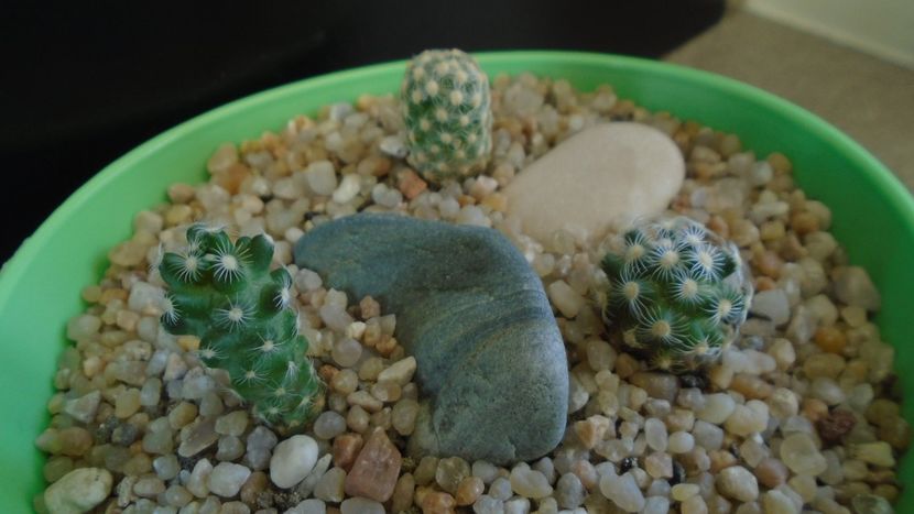 Grup de 3 Mammillaria saboae - Cactusi 2020 evolutie