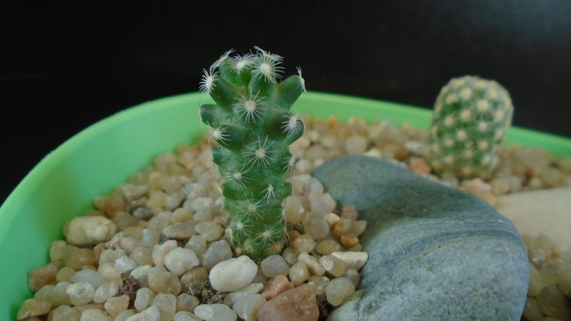 Mammillaria saboae - Cactusi 2020 evolutie