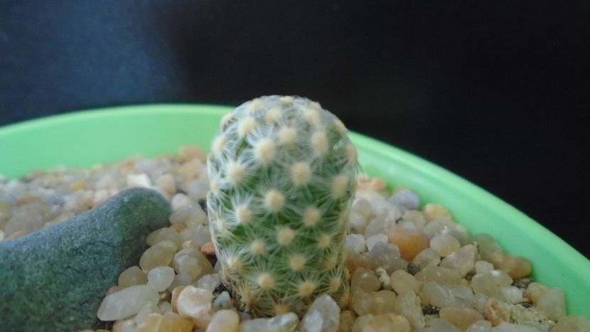 Mammillaria saboae ssp. goldii - Cactusi 2020 evolutie