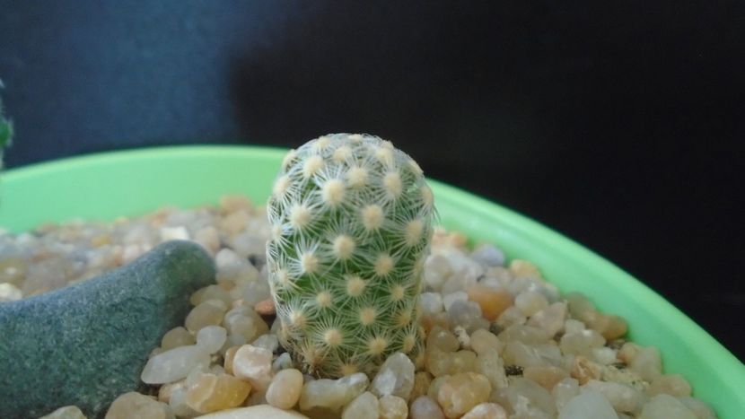 Mammillaria saboae ssp. goldii - Cactusi 2020 evolutie