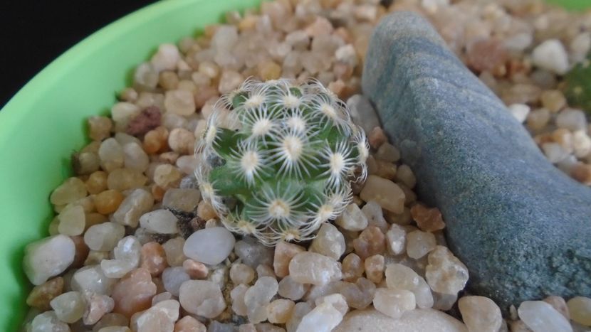Mammillaria saboae ssp. haudeana - Cactusi 2020 evolutie