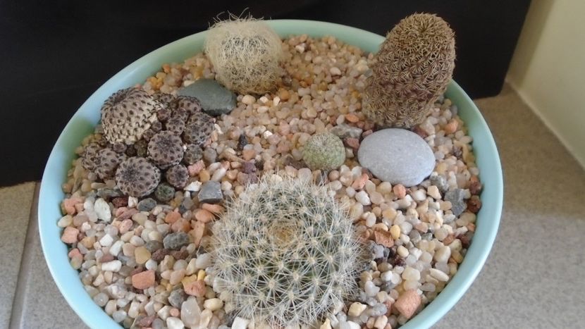 Grup de 5 Sulcorebutia - Cactusi 2020 evolutie