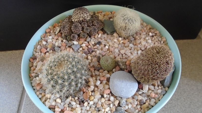 Grup de 5 Sulcorebutia - Cactusi 2020 evolutie