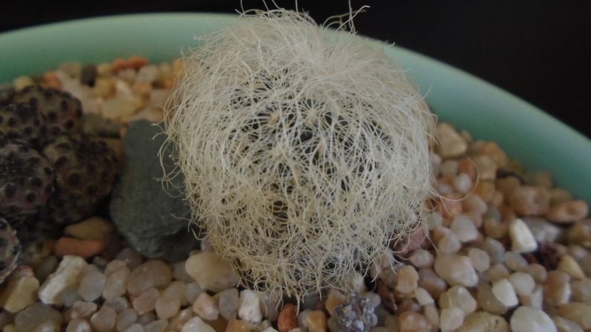 Sulcorebutia patriciae (Rebutia canigueralii ssp. crispata) - Cactusi 2020 evolutie