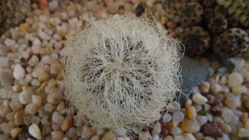 Sulcorebutia patriciae (Rebutia canigueralii ssp. crispata) - Cactusi 2020 evolutie