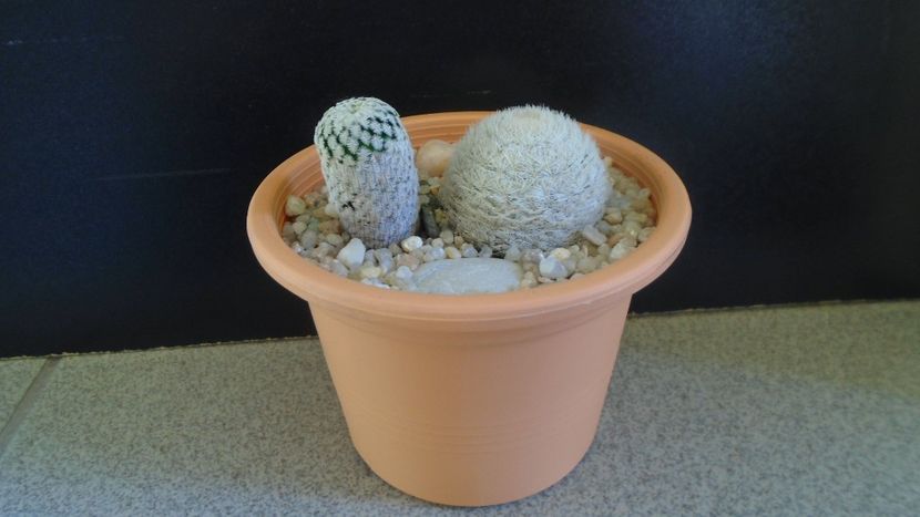 Mammillaria pectinifera & Mammillaria lasiacantha - Cactusi 2020 evolutie