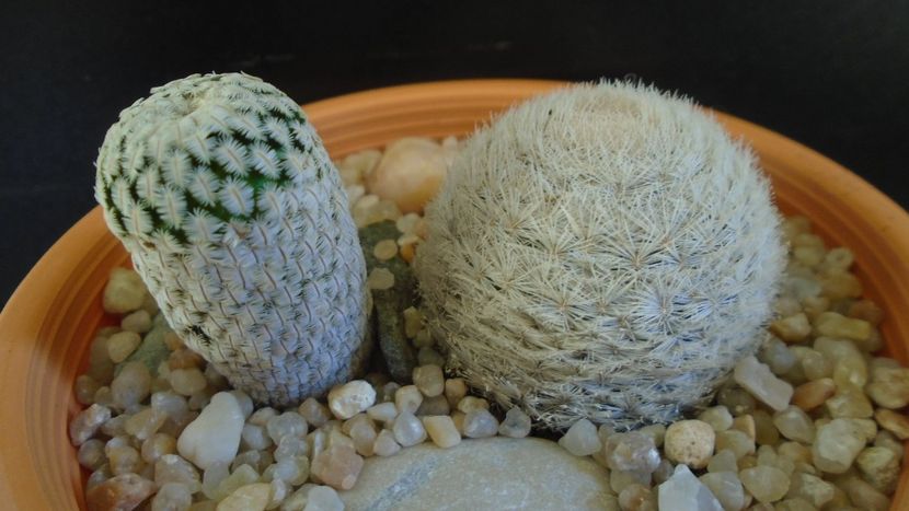 Mammillaria pectinifera & Mammillaria lasiacantha - Cactusi 2020 evolutie