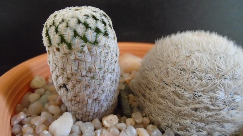 Mammillaria pectinifera - Cactusi 2020 evolutie