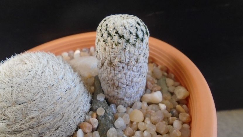 Mammillaria pectinifera - Cactusi 2020 evolutie