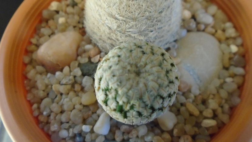 Mammillaria pectinifera - Cactusi 2020 evolutie