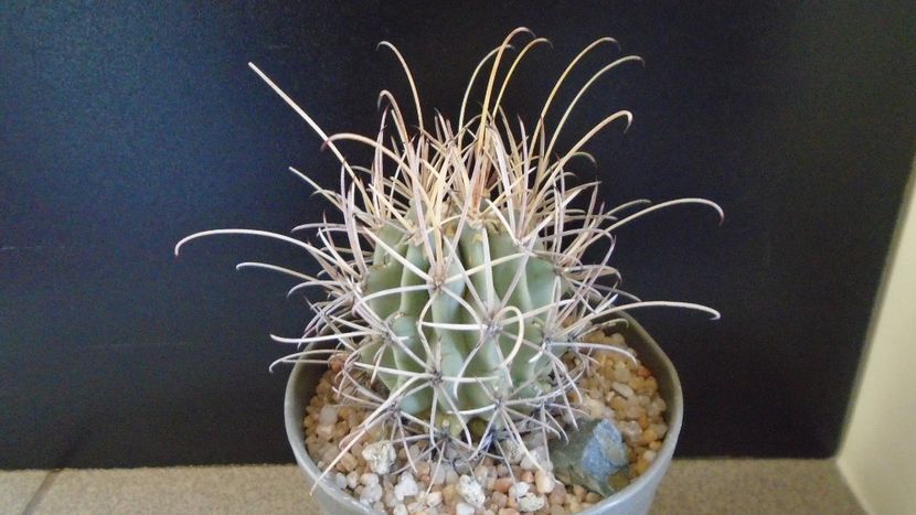 Glandulicactus (Sclerocactus) wrightii, JM136 Marathon, Tx - Cactusi 2020 evolutie