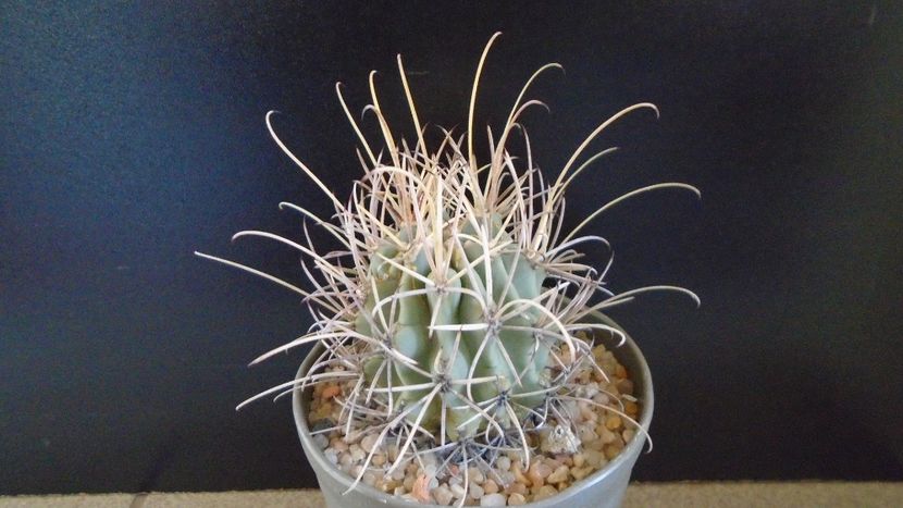 Glandulicactus (Sclerocactus) wrightii, JM136 Marathon, Tx - Cactusi 2020 evolutie